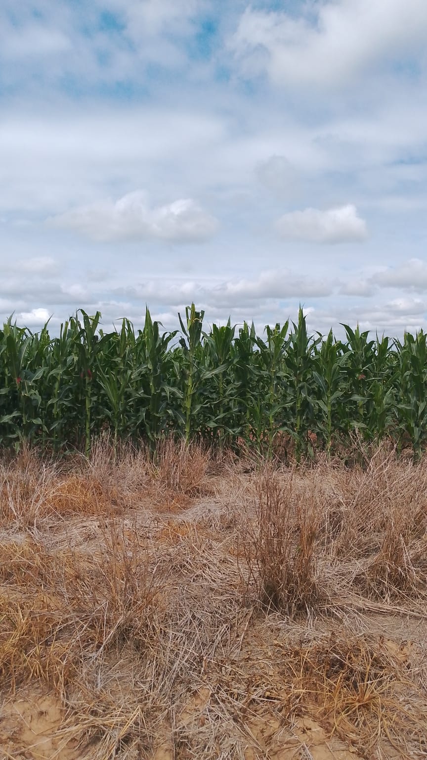 Área mecanizada del campo agrícola