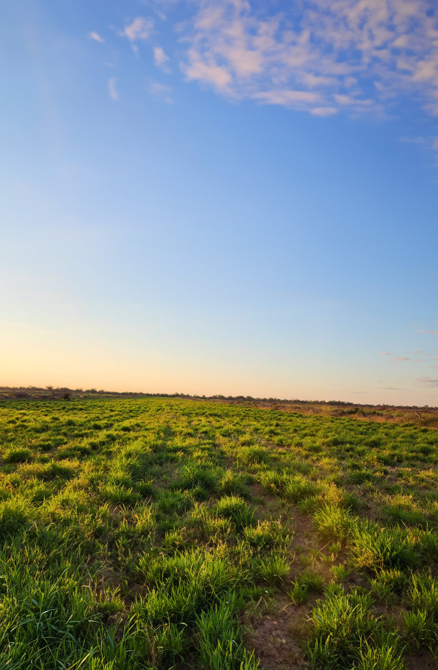 Paisaje del campo